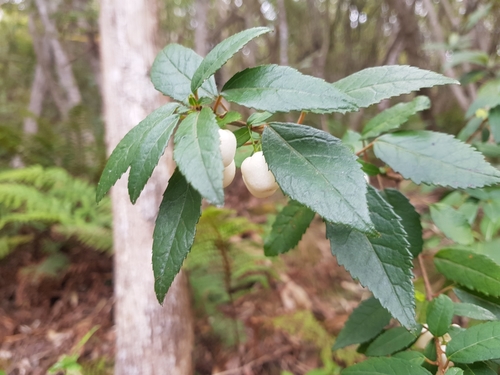 Aristotelia peduncularis, photograph 6
