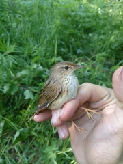 Locustella lanceolata