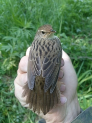 Locustella lanceolata