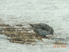 Melanocorypha yeltoniensis