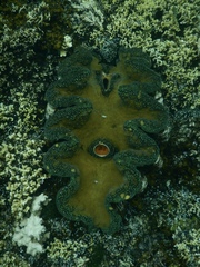 Tridacna gigas