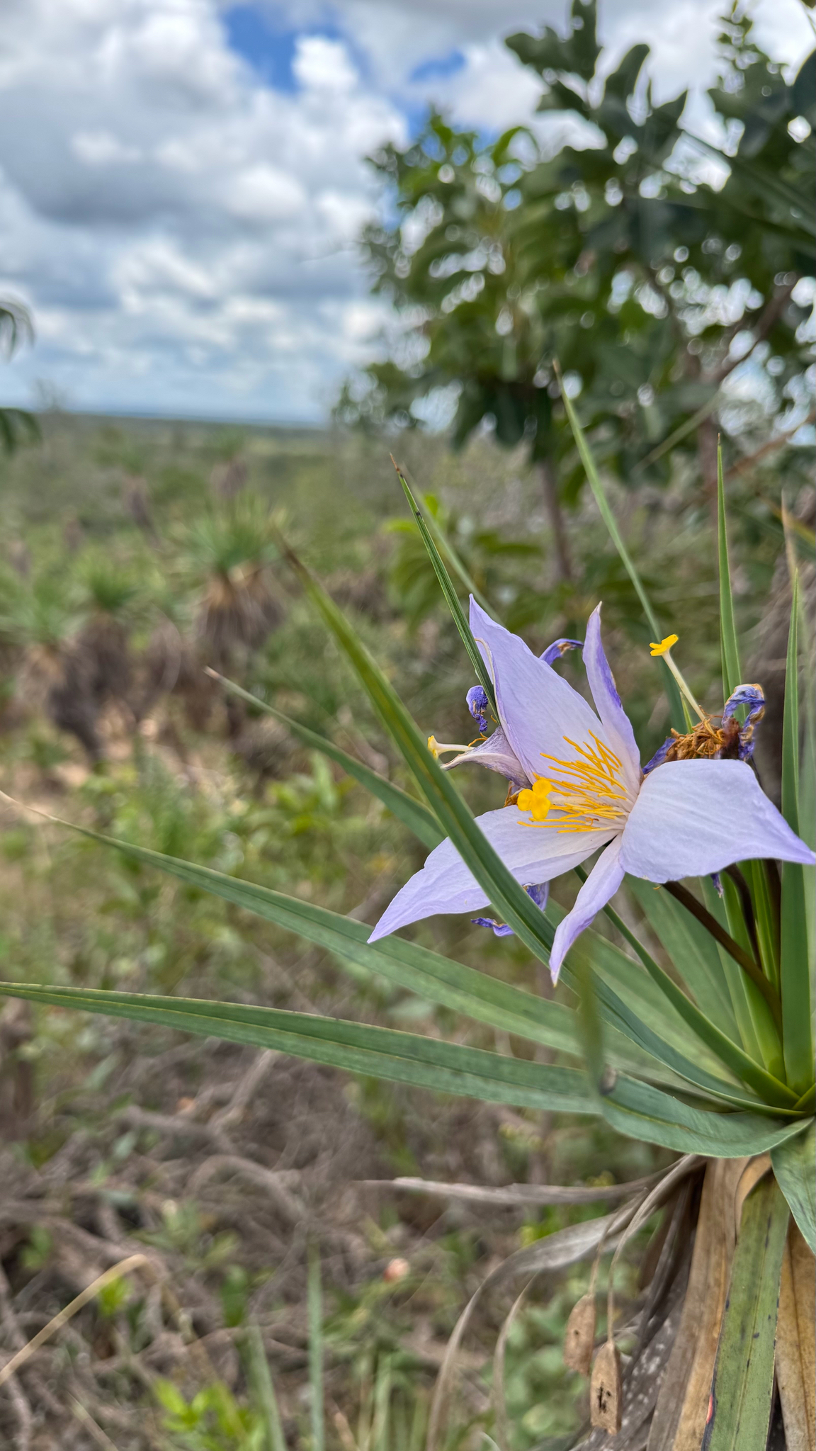 Vellozia variabilis