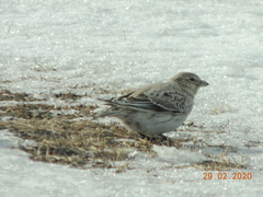 Melanocorypha yeltoniensis