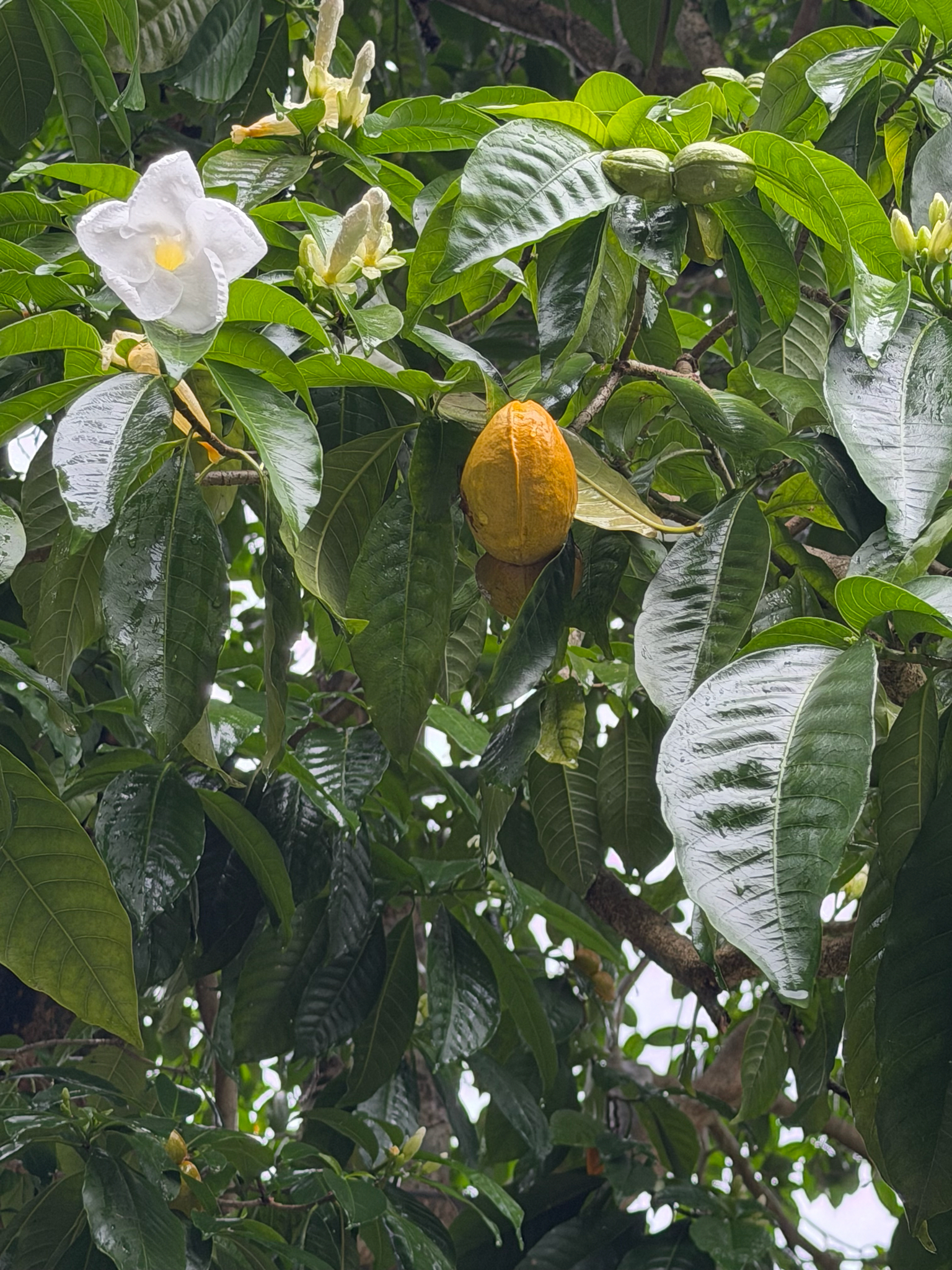 Imagem de Tabernaemontana litoralis