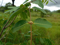 Afrixalus