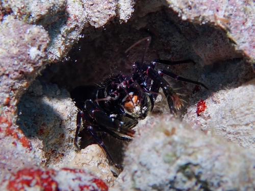 Axiopsis serratifrons observed 2026-03-12