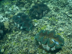 Tridacna gigas