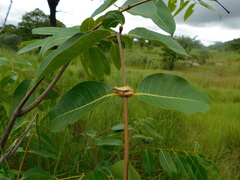 Afrixalus