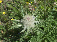 Cirsium eatonii