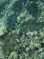 Tridacna gigas