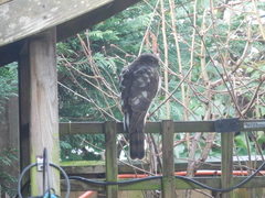 Accipiter nisus nisus