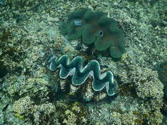 Tridacna gigas