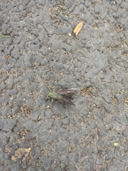 Hasora chromus chromus