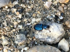 Necrobia violacea