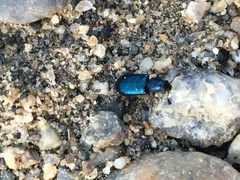 Necrobia violacea