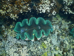 Tridacna gigas