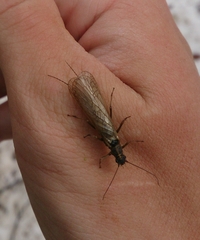 Perlodidae