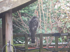 Accipiter nisus nisus