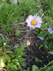 Erigeron thunbergii