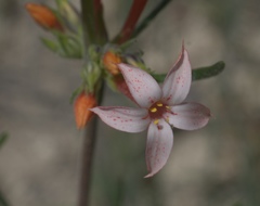 Ipomopsis aggregata aggregata