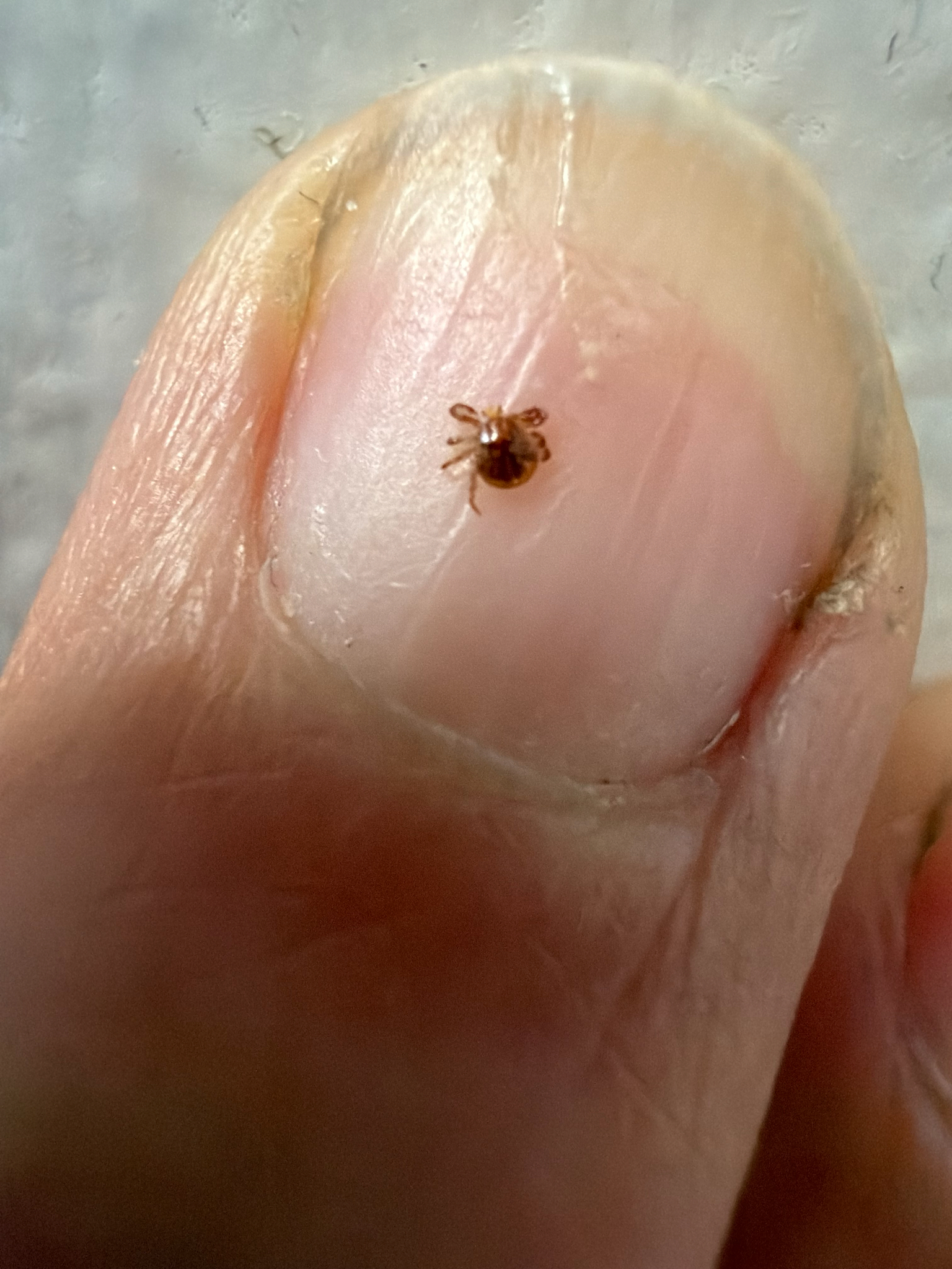 Amblyomma americanum Linnaeus, 1758