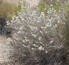 Brickellia incana