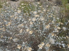 Brickellia incana