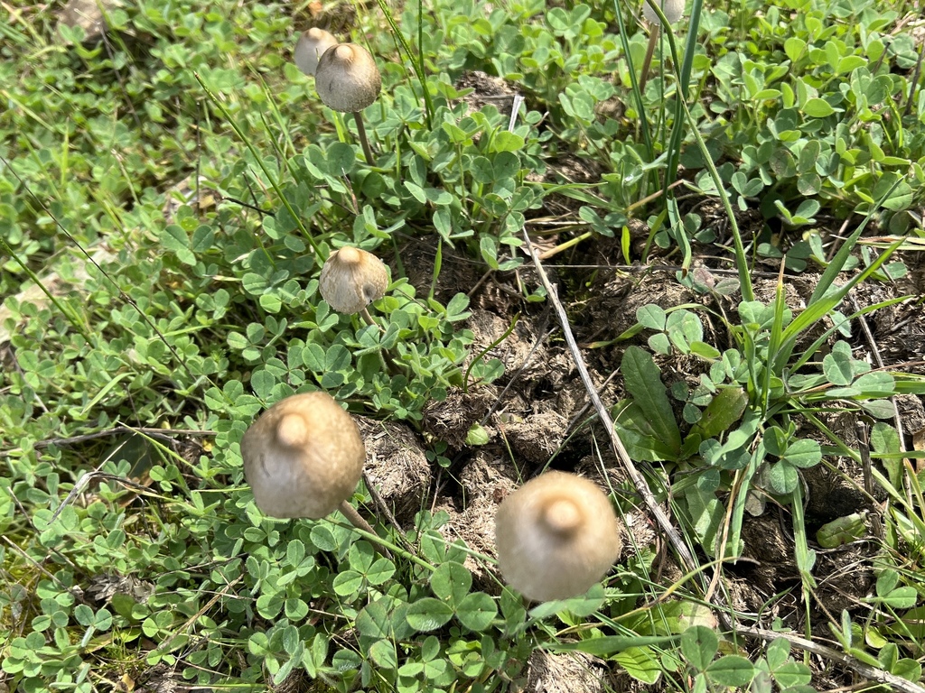 Panaeolus papilionaceus · February 2026 · photo: © connorology (iNaturalist, cc-by-sa)