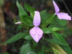 Hypoestes purpurea