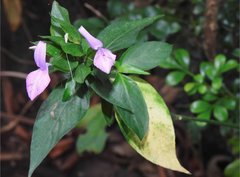 Hypoestes purpurea