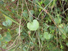 Centella eriantha
