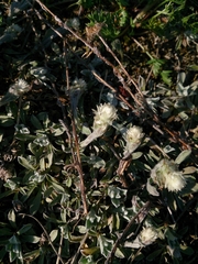 Antennaria dioiciformis