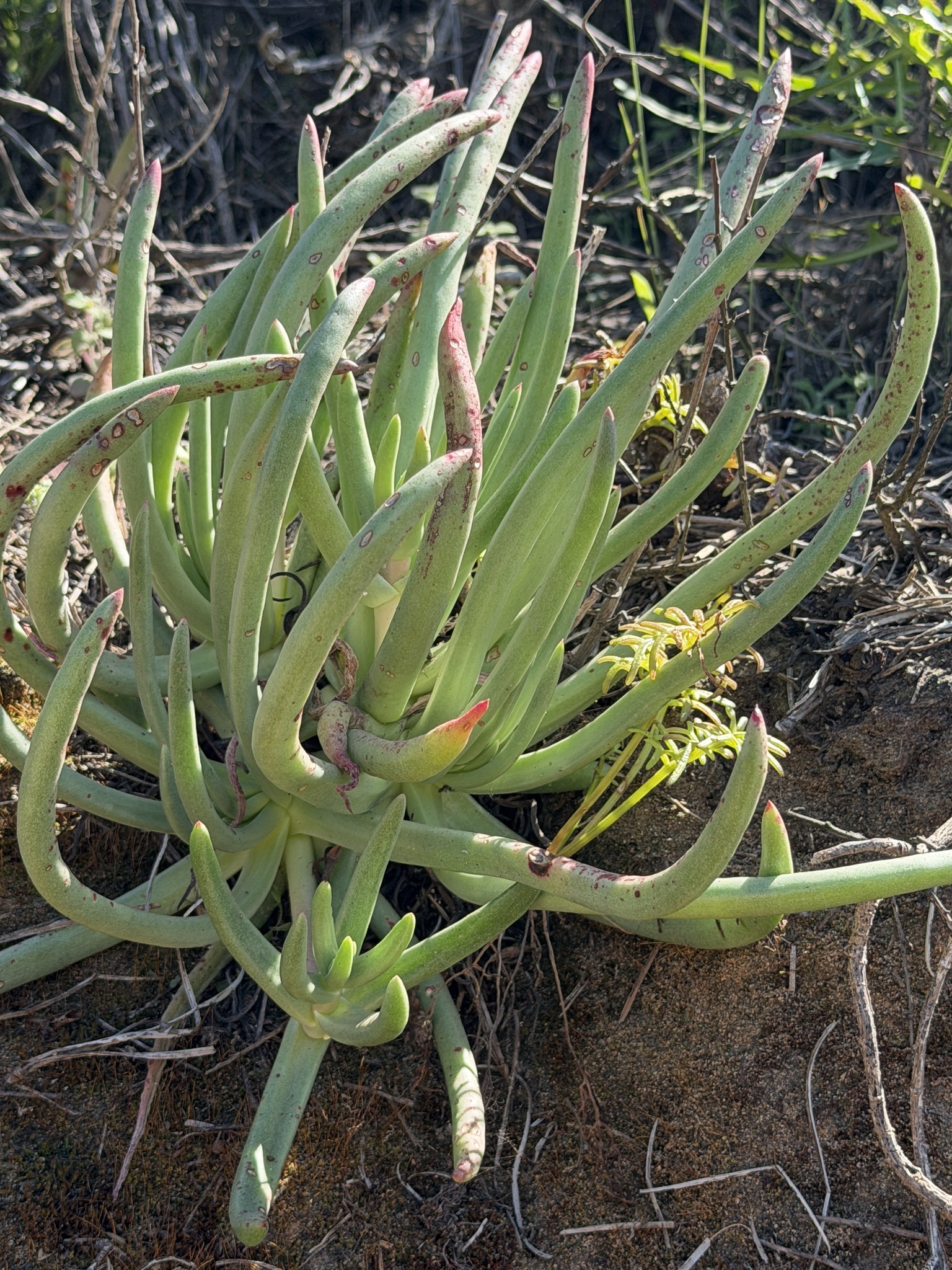 Imagem de Dudleya edulis
