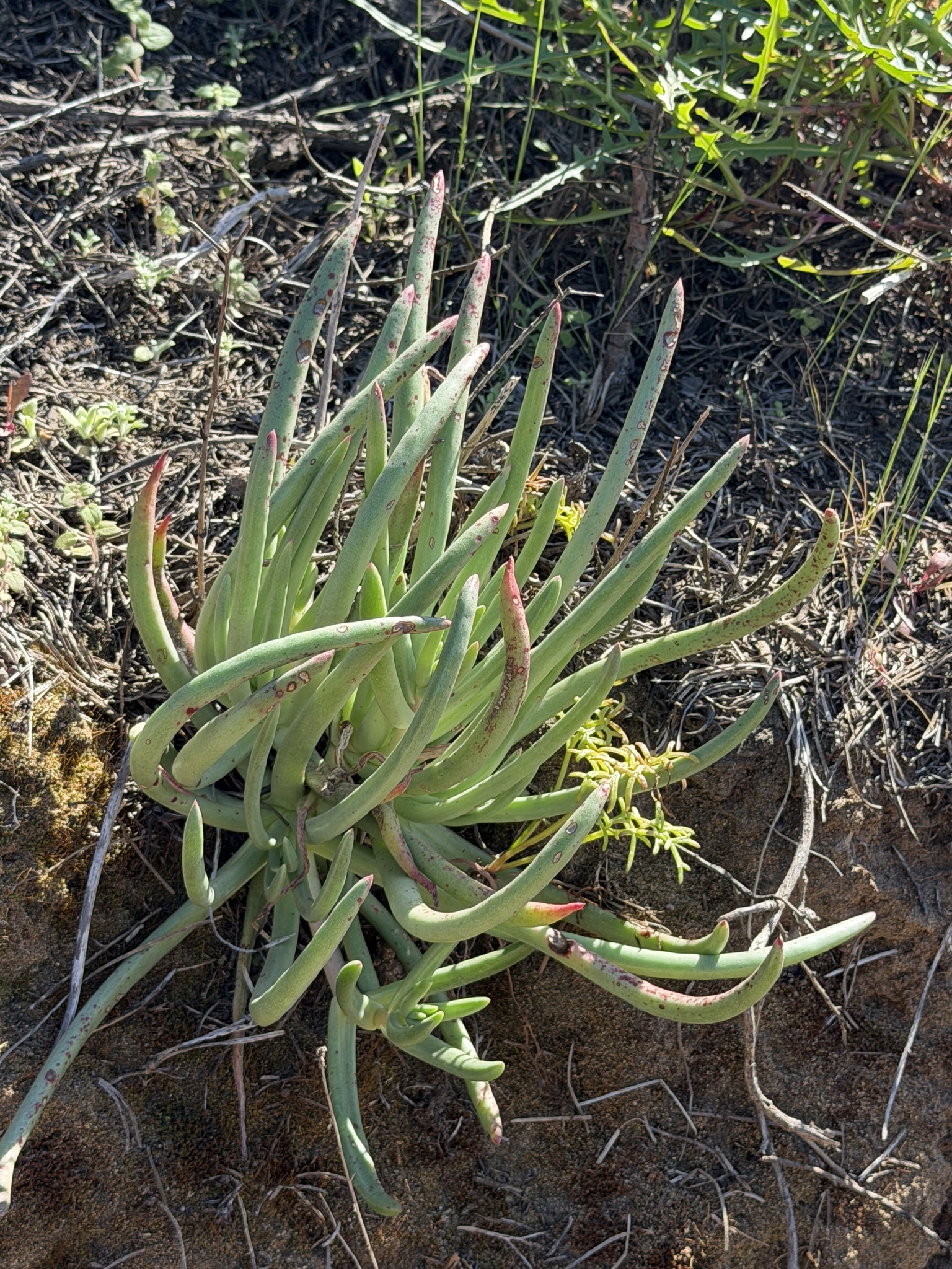 Imagem de Dudleya edulis