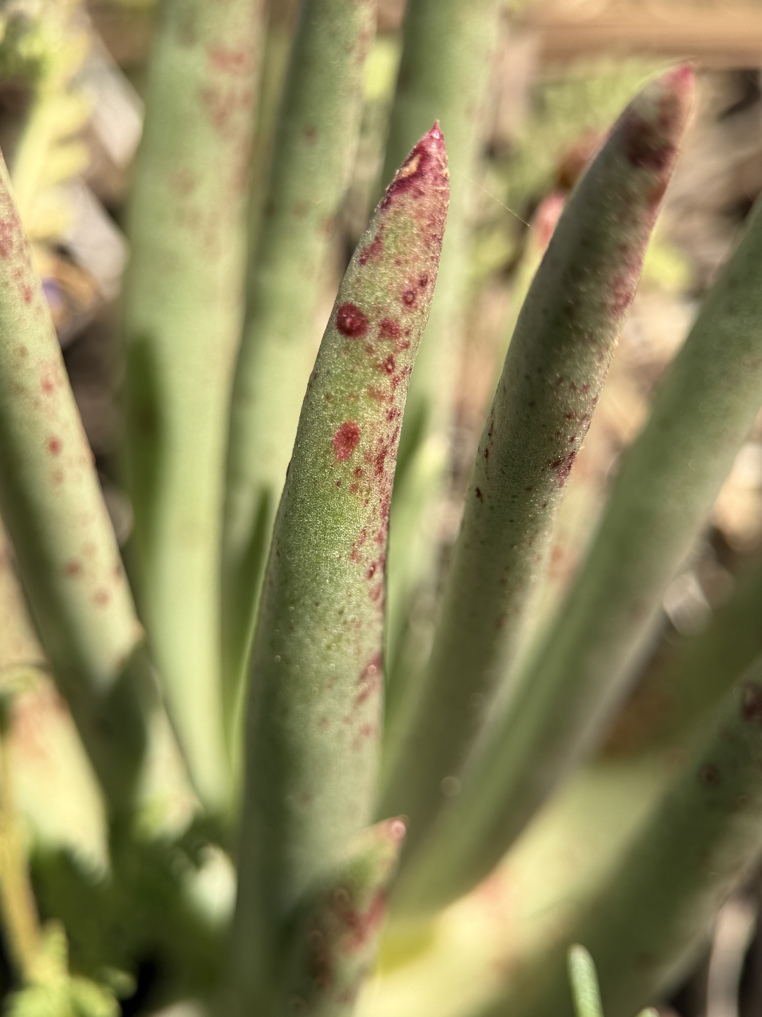 Imagem de Dudleya edulis