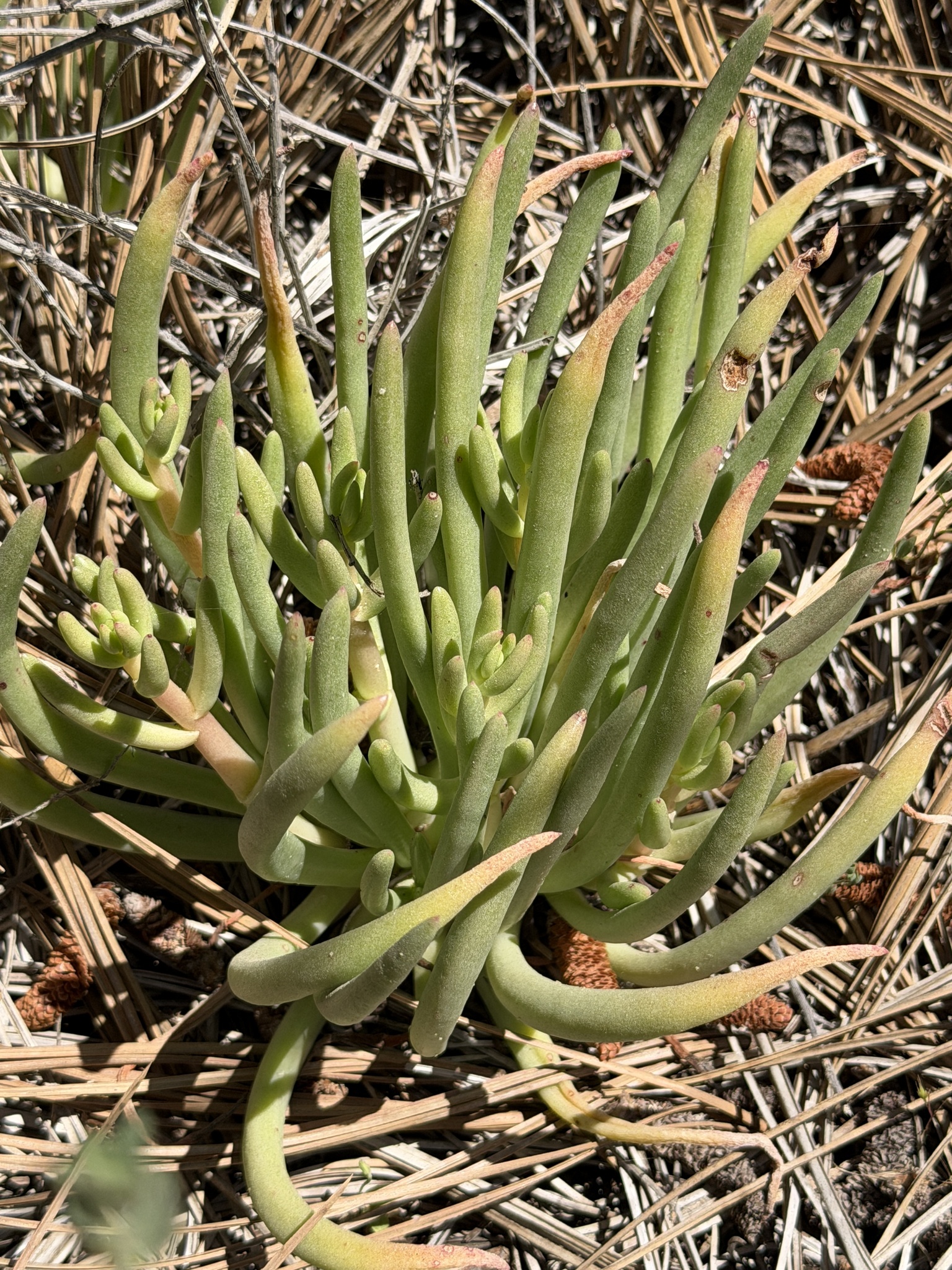 Imagem de Dudleya edulis