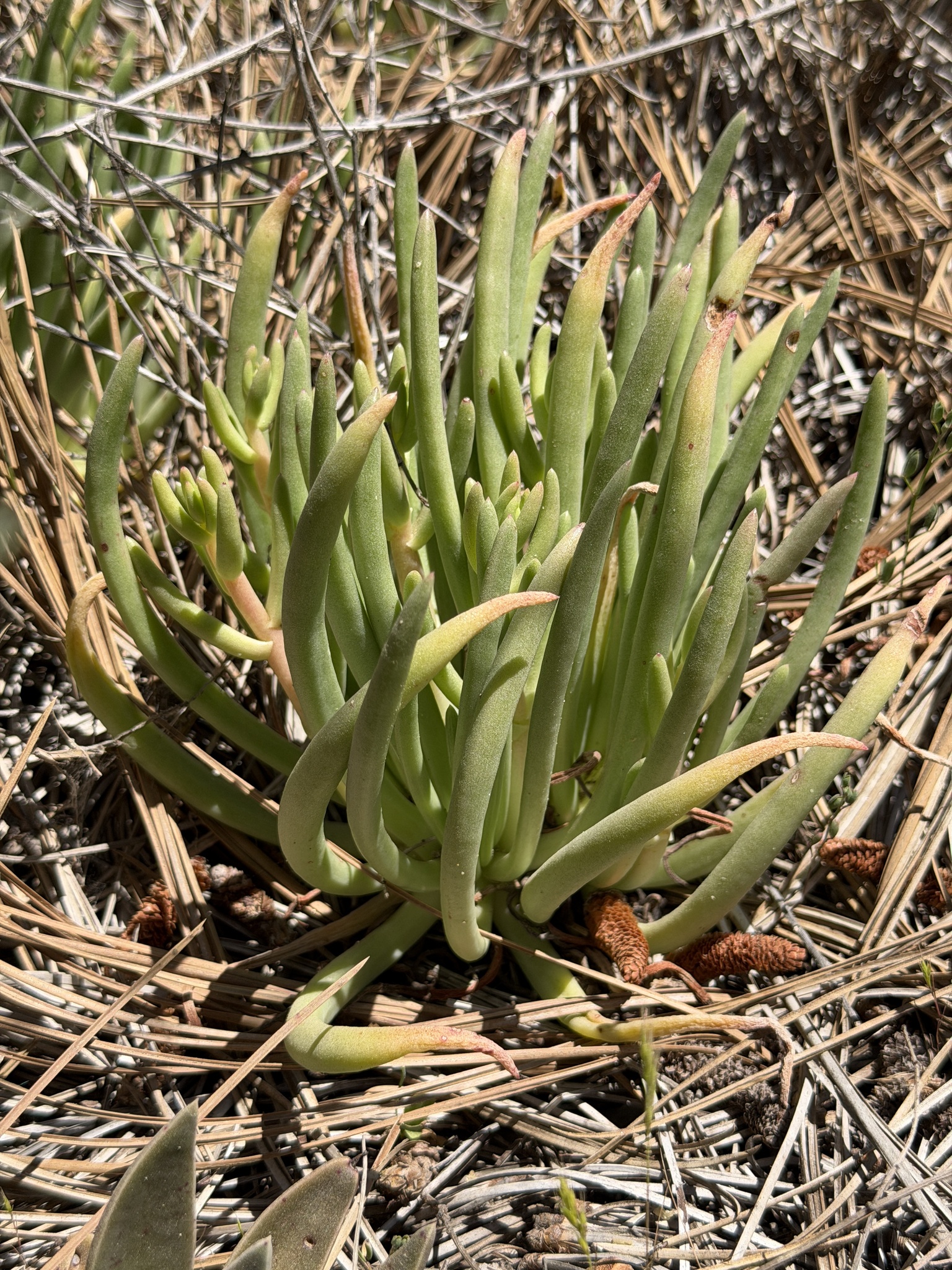 Imagem de Dudleya edulis