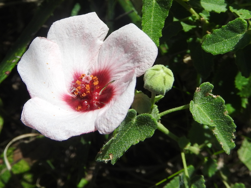 Pavonia aurigloba