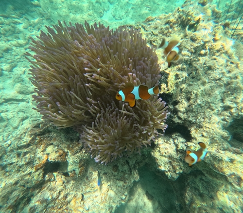 Amphiprion ocellaris