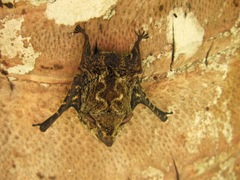 Proboscis Bat photo 5