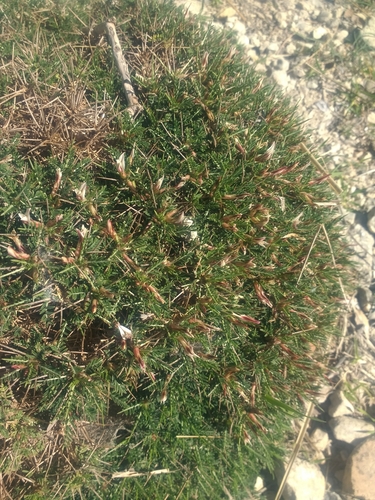 Astragalus balearicus