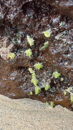 Chaetomorpha antennina observed 2026-03-12