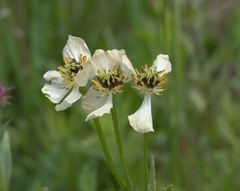 Anemonastrum zephyrum