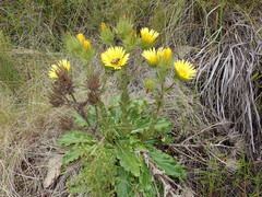 Berkheya carlinoides