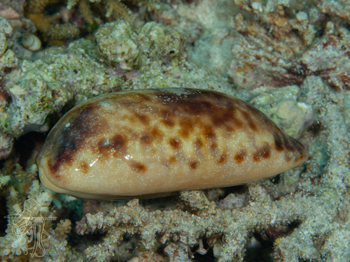Chelycypraea testudinaria observed 2026-02-26