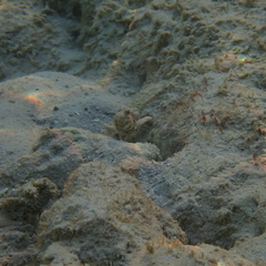 Cryptocentrus melanopus