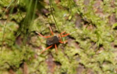 Eriorhynchus