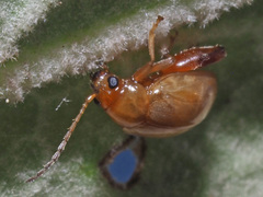 Longitarsus tabidus
