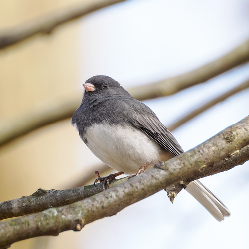 Dark-eyed Junco photographed in Ohio