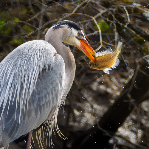 Great Blue Heron photographed in Ohio